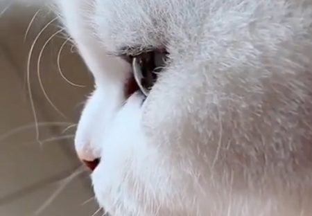 【動画】めちゃ美人な猫の横顔が話題「めちゃくちゃカワイイ！」
