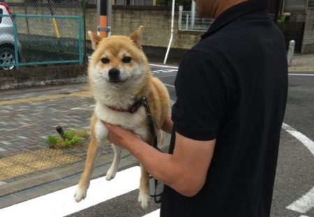 【柴】お寺の番犬、仁王立ちで運ばれる様子が最高に可愛い！