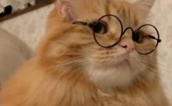 【知的】めがねが似合いすぎるイケメン猫さんが話題「眼鏡CM出て欲しいｗ」