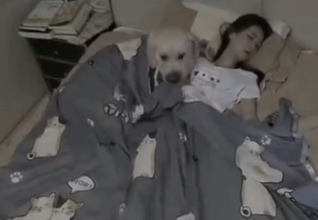 【けなげ】隣で眠る飼い主の布団を直す犬、かけた後の様子が可愛いすぎ！