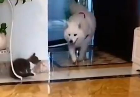 【動画】驚かせようとする猫と、驚いた犬のリアクション、どっちもめっちゃ可愛いｗ