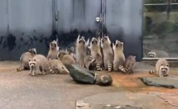 【動画】「きたー！」食事もった飼育員さんの気配に気づいたアライグマ集団が可愛いｗ