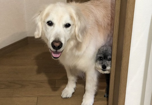 【表情ｗ】「散歩いこ」洗面所にいたら覗いてくる2匹の犬がめちゃ可愛い