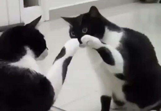 【閲覧注意】鏡が気になるかわいい猫‥衝撃のラストにネット騒然