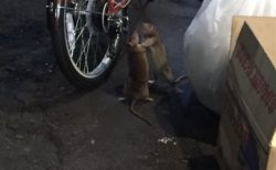 【チュウが如く】歌舞伎町で取っ組み合いのケンカをするネズミが激写される！