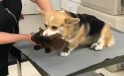 【動画】「病院こわくて‥」ぬいぐるみに同伴してもらう犬が可愛いすぎるｗ