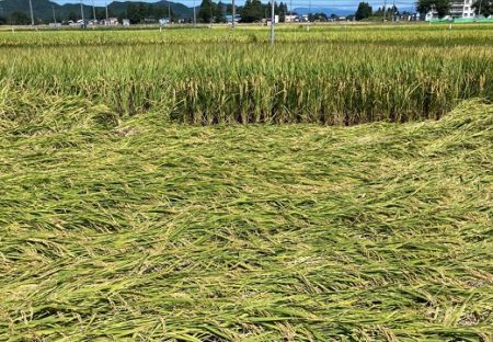 【米の試験区】大型台風が通過した後の稲の様子、品種による違いがすごい