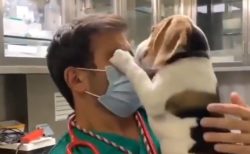 【マスクがｗ】大好きな獣医さんにキスを迫りまくるビーグル君が超かわ！