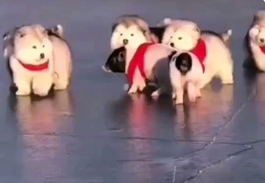 【動画】アラスカンマラミュートの子犬軍団！見てるだけでにやけちゃうｗ