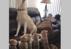 【動画】アラスカンマラミュートの子犬軍団！見てるだけでにやけちゃうｗ