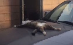 【どてー】猫さん、ボンネットで爆睡中。起こされた時の反応が可愛いｗ