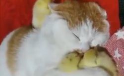 【動画】2羽のひよこを抱いて眠る猫、ものすごく可愛い！