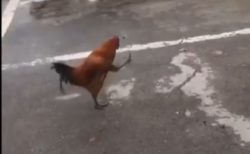 【動画】ウッキウキで歩くニワトリが話題に「きっと鼻唄も歌ってるｗ」