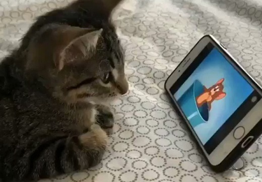 【動画】トムとジェリーを真剣に視聴する子猫が可愛いすぎるw