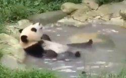 【ご機嫌ｗ】温泉でくつろぐパンダの妙な動きが話題「幸せそう(笑」