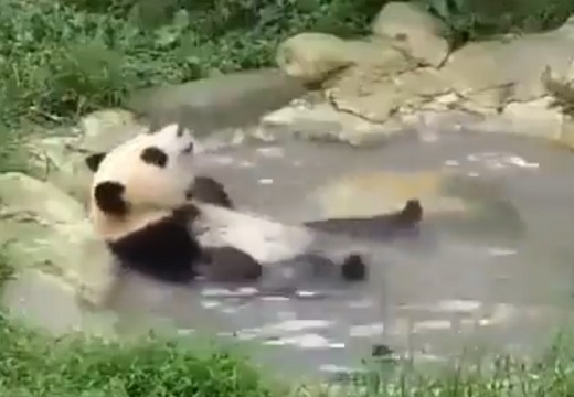 【ご機嫌ｗ】温泉でくつろぐパンダの妙な動きが話題「幸せそう(笑」