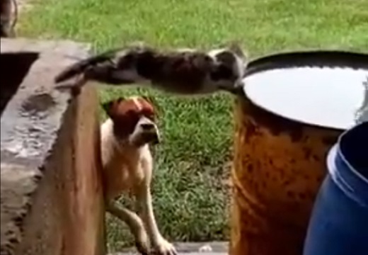 【w】すごい格好で水を飲む猫と、見ている犬が話題「犬が(笑」