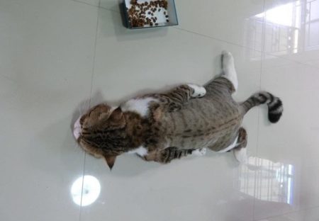 【ぐてーー】冷たい床を堪能する猫ちゃんが可愛いｗ