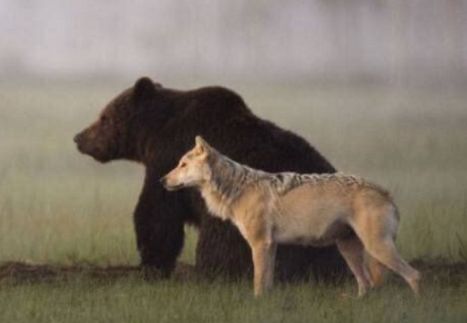 【相棒】毎日いっしょに過ごし、餌も分け合うクマとオオカミが素敵すぎる