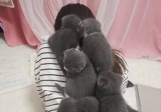 【子猫まみれ】背中いっぱいに乗っかってる子猫集団！羨ましすぎるー！！
