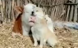 【動画】仲良しの犬と牛、幸せそうな表情のふたりが話題(･∀･)
