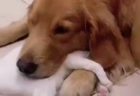 【動画】仲良しの犬と牛、幸せそうな表情のふたりが話題(･∀･)