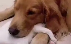 【愛】犬に抱きついて眠る猫と、猫にあごを置いてる犬・・たまらない可愛いさ！