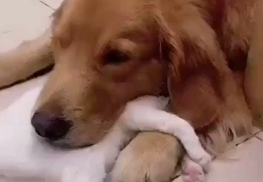 【愛】犬に抱きついて眠る猫と、猫にあごを置いてる犬・・たまらない可愛いさ！