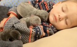 【動画】眠る赤ちゃんの腕の中で眠る子犬たち‥最強に可愛い！