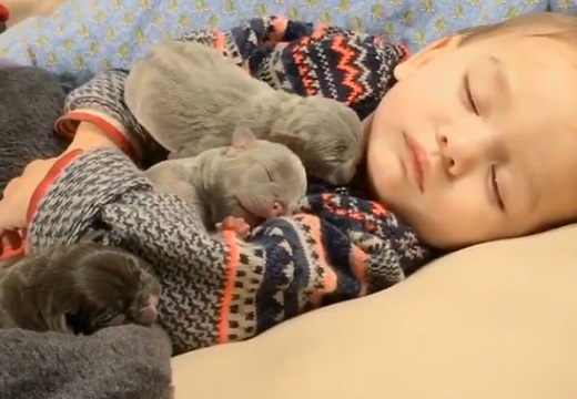 【動画】眠る赤ちゃんの腕の中で眠る子犬たち‥最強に可愛い！
