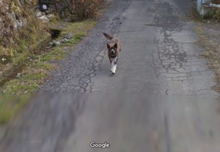 【ｗ】Googleマップで撮影車をめちゃ追いかけてくる犬が話題に(･∀･)