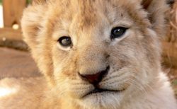【すごい】永久凍土から44000年前のライオンの赤ちゃんが発見される