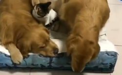 【犬・ネコ・犬】川の字で眠りにつく犬と猫が可愛いすぎるｗ