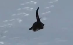 【ズテッ】雪で遊ぶカワウソくんが話題「滑ってるｗ」「楽しそう！」