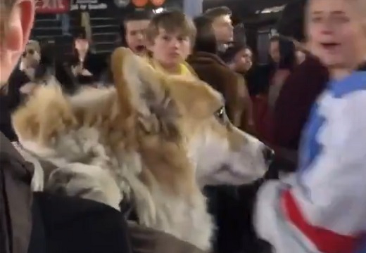 【動画】おんぶされて電車に乗る犬、たくさんの人を笑顔にする(・∀・)