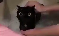 【動画】真っくろ子猫がお風呂に入ってる様子が可愛いすぎるｗ