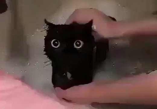 【動画】真っくろ子猫がお風呂に入ってる様子が可愛いすぎるｗ