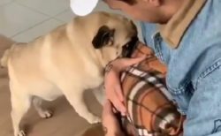 【動画】子犬との初対面に大喜びするパグが話題「羨ましい」「ずっと見てるｗ」