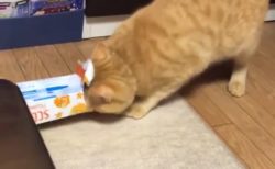 【動画】愛しすぎるおばかな猫ちゃんが話題「最後が特にかわいいｗ」