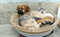 【動画】ぴったりくっついて眠る犬と猫、見てるだけで和むと話題