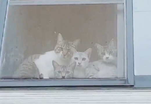 【w】視線を感じると思ったら2階の窓から猫集団が・・・