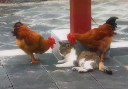 【動画】2羽のにわとりに不意打ちでつつかれた猫の反応が話題に「やさしいｗ」