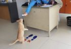 【動画】2羽のにわとりに不意打ちでつつかれた猫の反応が話題に「やさしいｗ」
