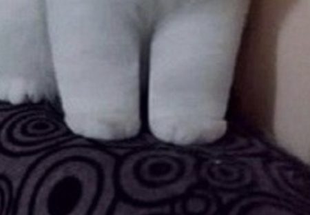 【ｗ】アニメみたいな猫の手足が話題に「絵かと思った」「ぬいぐるみみたい」