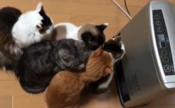 【ねこ密】ファンヒーターの前に密集する猫達が話題「シュール過ぎるｗ」