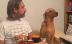 【動画】主さんのごはんが気になって仕方ない犬、目をそらす様子が可愛いｗ