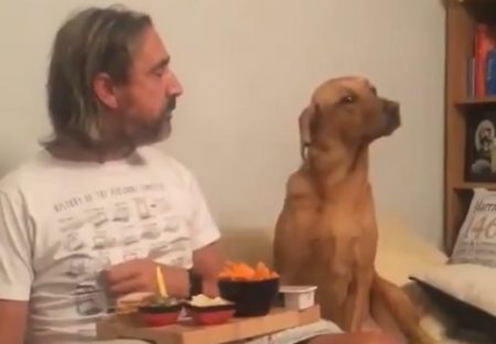【動画】主さんのごはんが気になって仕方ない犬、目をそらす様子が可愛いｗ