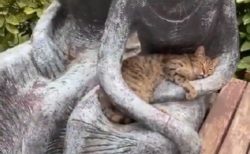 【すっぽり】銅像に抱っこされてウトウト眠る猫が話題