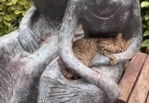 【ｗ】銅像に抱っこされてウトウト眠る猫が話題「かわいい～」「抱っこしてあげたい」