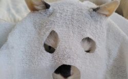 【地味ハロウィン】ドヤ顔でおばけ仮装する猫が話題「まんざらでもない感がｗ」